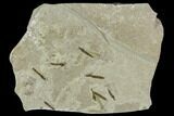 Fossil Crane Fly (Pronophlebia) Cluster - Green River Formation, Utah #111389-1